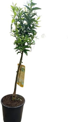 Mandarino en Maceta Árbol Natural de 100cm para el Huerto y la Terraza