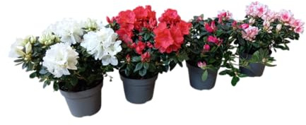 Set Decorativo de Azaleas 4 Plantas Vivas para Hogares con Estilo Natural