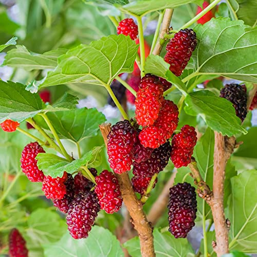 semillas resistentes de morera - rocas abejas verdes interior antiguas 250pcs