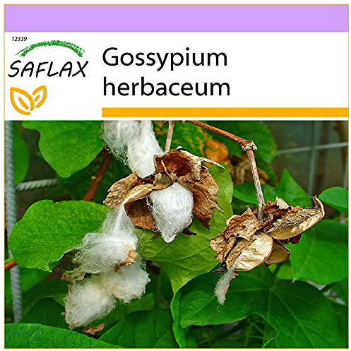 SAFLAX - Topfbaumwolle - 12 Samen - Gossypium herbaceum
