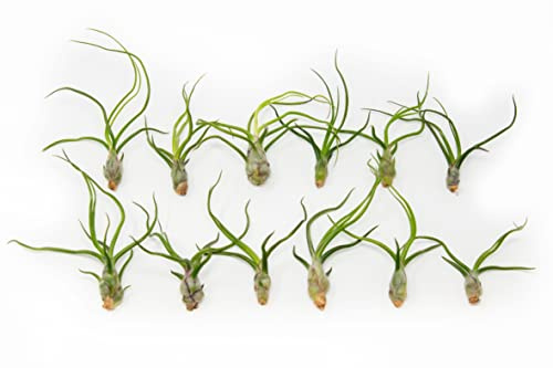 Air Plants Bulbosa Guatemala - Live Succulent House Plants - Available in Wholesale and Bulk - Home and Garden Decor - Easy Care Indoor/Outdoor Air Plant (Pack of 12)