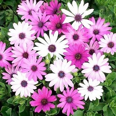Margarita africana Osteospermum ecklonis Mix 20 semillas