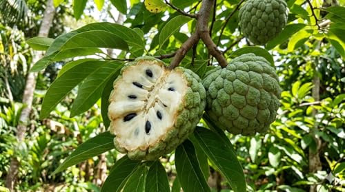 10 Samen Rahmapfel Zuckerapfel (Annona squamosa) – Exotische Obst-Rarität