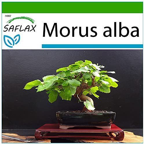 SAFLAX - Bonsai - Weißer Maulbeerbaum - 200 Samen - Mit keimfreiem Anzuchtsubstrat - Morus alba