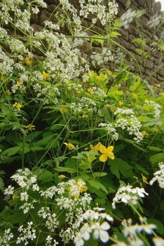 JustSeed - Wild Flower (British) - Cow Parsley - Anthriscus sylvestris - 300 Seed