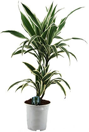 Dominik Blumen und Pflanzen, Blumen Drachenbaum Warneckii, 1 Pflanze, mehrfarbig