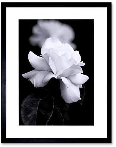 PHOTO NATURE BLACK WHITE ROSE PETAL FLOWER FRAMED PRINT F12X4204