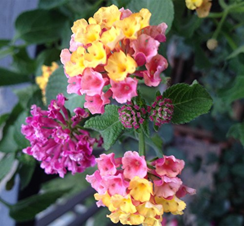 Futaba® Lantana Camara Verbenaceae arbusti sempreverdi 25 semi