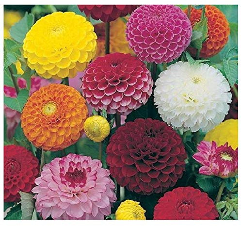 PREMIER SEEDS DIRECT - Dahlia - POMPONE Double Mixed - 200 Finest Seeds