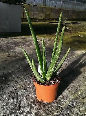 Aloe Vera plant. 35cm tall in a 10.5cm pot