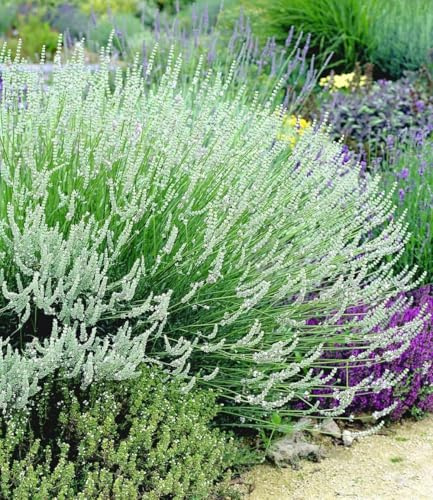 BALDUR Garten 3x Weißer Lavendel Duftlavendel, Pflanzen im 9x9 cm-Topf | Lavendel, Lavandula, winterharte Staude, trockenresistent, mehrjährig, duftend, weiß, angustifolia,