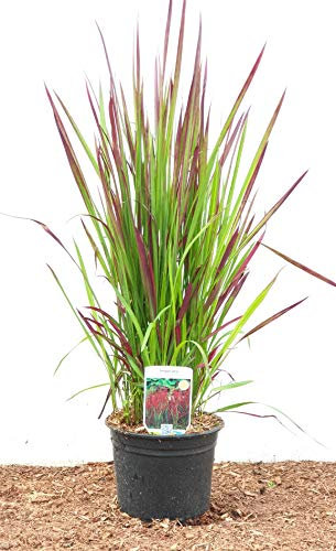 Imperata cylindrica 'Red Baron' 2L Topf – Mehrjährig & Pflegeleicht – Japanisches Blutgras – Ziergras für Beet & Kübel