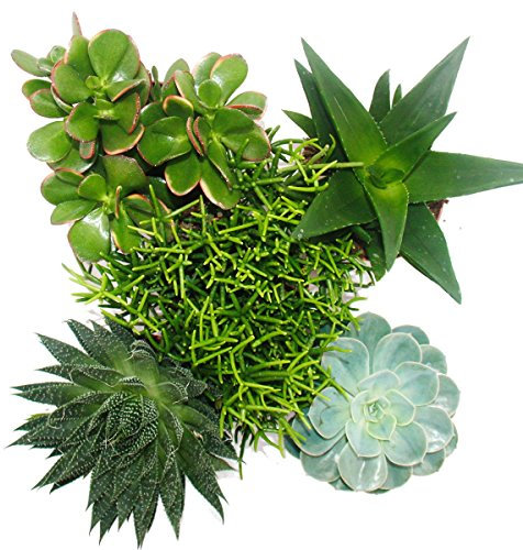 Exotenherz - Set aus 5 verschiedenen Sukkulenten im 12cm Topf