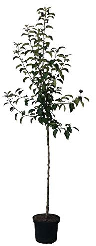Apfelbaum Roter Berlepsch aromatischer Winterapfel Halbstamm 150-170 cm 10 L Topf Unterlage M7