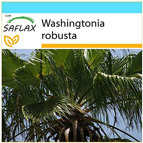 SAFLAX - Kit cadeau - Palmier éventail - 12 graines - Washingtonia robusta