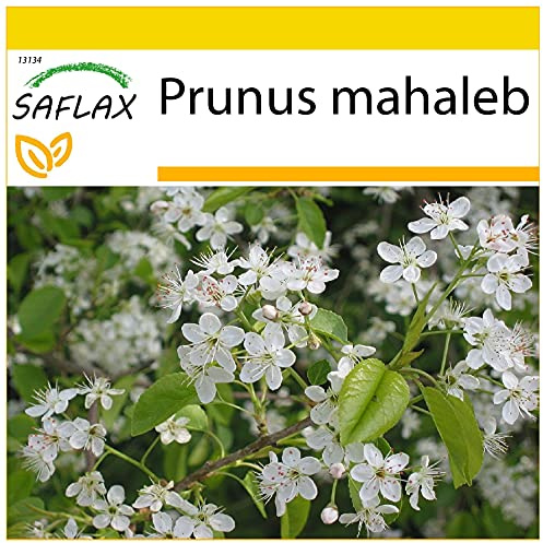 SAFLAX - Ciliegio canino - 30 semi - Con substrato - Prunus mahaleb