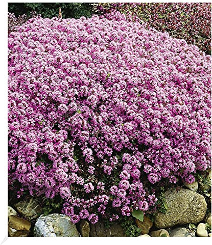 3 x BALDUR Garten Winterharter Bodendecker Langhaariger Gebirgs-Thymian, 3 Pflanzen Thymus praecox Polsterthymian Thymian, winterharte Stauden, trockenresistent, mehrjährig, bienenfreundlich, blühend