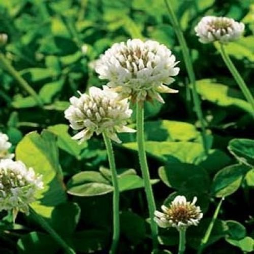 Outsidepride Perennial White Dutch Clover Seed - 5 lbs. Nitrocoated, Inoculated Clover Seeds for Lawn Alternative, Erosion Control, Food Plots, Ground Cover, & Pasture Mixtures in USDA Zones 3-10