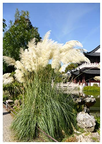 Tropica - Graminées et Bambou - Américain Herbe de la pampa (Cortaderia selloana `Argent`) - 200 Graines