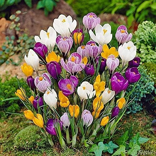 Krokus Zwiebeln Mischung - 30 Blumenzwiebeln (Crocus) | Krokusse zum Pflanzen, mehrjährig, winterhart mit Blumen-Blüten in weiß-violett gestreift, gelb, lila, weiß und blau-weiß