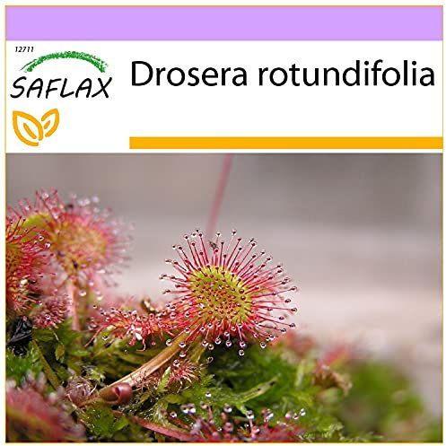 SAFLAX - Rosolida - 50 semi - Drosera rotundifolia