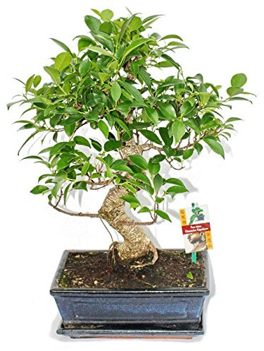 Environ 10 ans de bonsaï chinois figuier - Ficus retusa-