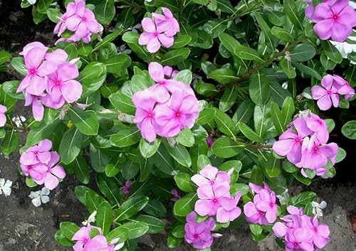 Madagaskar,Immergrün -Catharanthus roseus- 100+ Samen