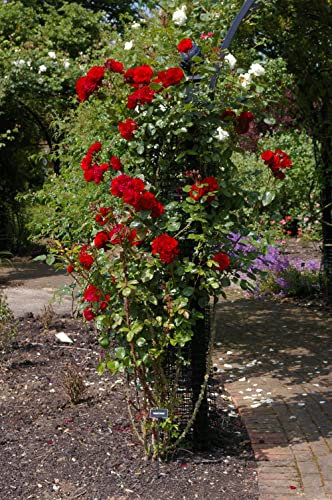 Kletterrose Santana in Rot - Kletter-Rose winterhart & duftend - Pflanze für Rankhilfe wurzelnackt/Wurzelware von Garten Schlüter - Pflanzen in Top Qualität