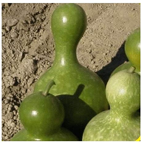 PREMIER SEEDS DIRECT - Gourd - Large Bottle - 12 Seeds
