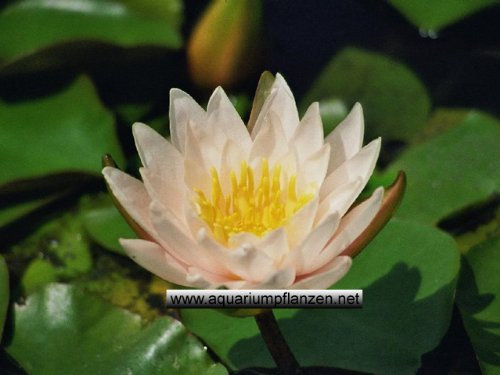 1 Zwergseerose der Sorte Walter Pagels, weisse Blüte, Teichpflanzen, Wasserpflanzen