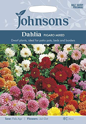 Johnsons 25478 Flower Seeds, Dahlia Figaro Mixed