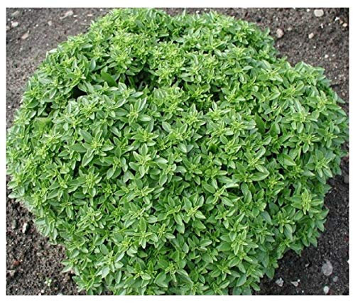 PREMIER SEEDS DIRECT - HERB - Basil - Dwarf Greek - 1200 Finest Seeds