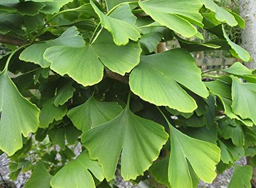 Frauenhaarfarn Fossil Baum Gingko Ginkgo Biloba Bonsai Samen, Profi-Pack 5 Samen / Pack, Gelb Zier Blätter E3326