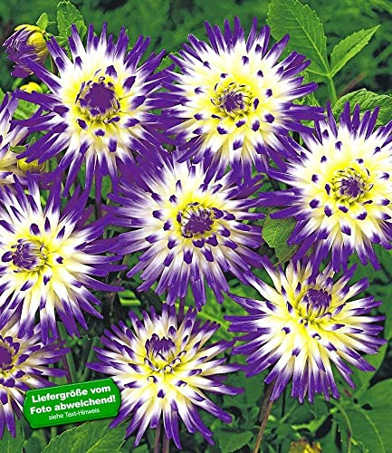 BALDUR Garten 2x Dahlie 'Veritable', Knollen in Größe I, monatelang blau-weiße Blüten, mehrjährige Schnittblume, ideal für Garten, Beet & Kübel, pflegeleicht, bienenfreundlich