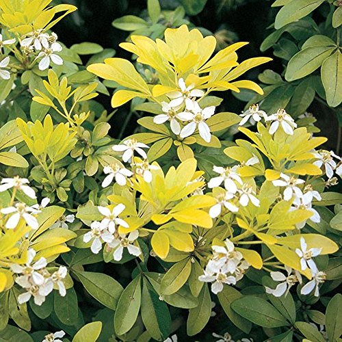 GardenersDream Choisya Sundance Plant - Mexican Orange Evergreen Outdoor Plant - Outdoor Garden Ready Hardy Shrub - Beautiful Flowering Shrub for Gardens and Borders (9cm Pot, 15-25cm)