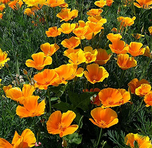 Kalifornischer Goldmohn - Mohn - 500 Samen