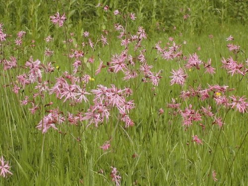 Just Seed British Wild Flower - Ragged Robin - Silene flos-cuculi - (Lychnis flos-cuculi) - 2500 Seed
