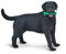 Safari S253429 Best in Show Dogs Black Labrador Miniature Schwarzer Retriever Pflanzenfigur