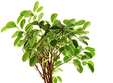 Buddha Baum/Pappel Feige (Ficus religiosa) - mind.50 Samen !!