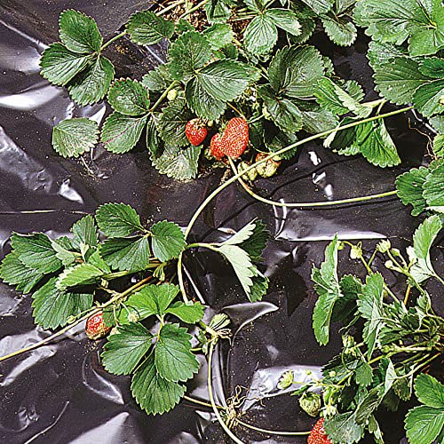 TENAX Film de Paillage Black Cover 2,00x10 m Noir, Film Imperméable Anti-Mauvaises Herbes pour Paillage, Idéal pour Potager, pour Légumes et Fraises