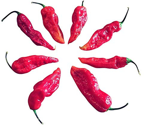 Bhut Jolokia Red 20 Samen (eine der extrem scharfen Chilis der Welt) mit Spitzenwerten von 1.000.000 Scoville