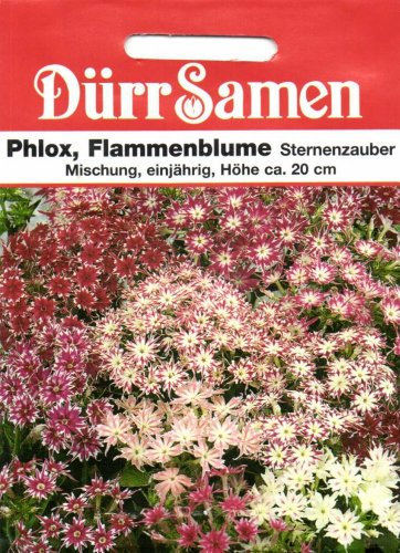 Dürr-Samen - Sternphlox Mischung einjährig 20 cm Saatgut