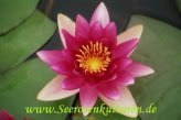 Mühlan Wasserpflanzen 1 SEEROSE der Sorte Escarboucle, rote Blüte