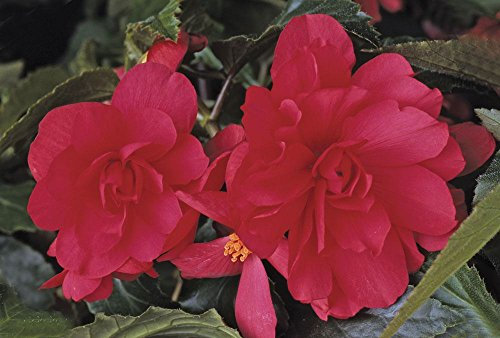 Just Seed - Flower - Begonia - Illumination Rose F1-10 Pelleted Seed - Pendula Type