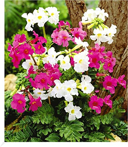 BALDUR Garten Incarvillea' Blüten-Mix Freilandgloxinie, 3 Pflanzen, winterharte Staude, mehrjährig, pflegeleicht, für Standort im Schatten geeignet, blühend, Incarvillea delavayi