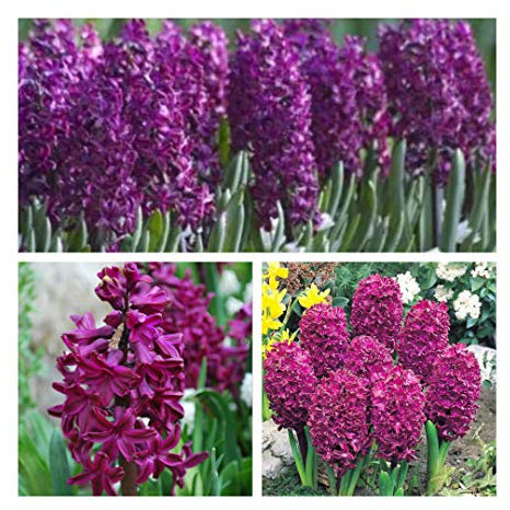 Purple Hyacinth Woodstock x 5 Bulbs Size 15/16 Stunning Purple Spring Flowers. Easy to Grow