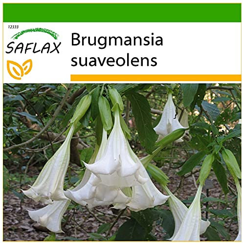 SAFLAX - Engelstrompete/Weiß - 10 Samen - Mit keimfreiem Anzuchtsubstrat - Brugmansia suaveolens