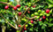 PIANTA DEL CAFFE' NR.7 SEMI