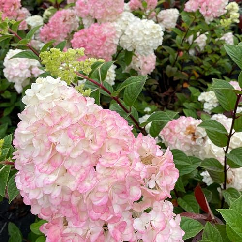GARTEN SCHLÜTER® Rispenhortensie Sundae Fraise weiß-rosa
