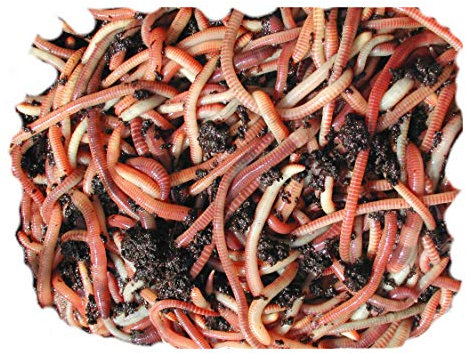 250g Tiger compost Worms by Wormcity, live mixed medium worms suitable for wormeries and composting. Axotel